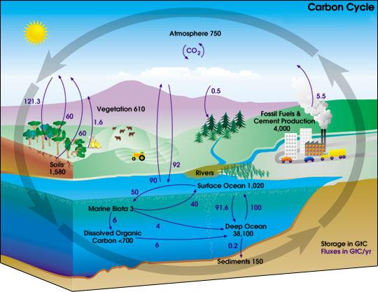 Global Carbon Cycle, NASA, Graphic, Natural Sources, Anthropogenic, Man-made, CO2, carbon dioxide, oceans, plants, biosphere.