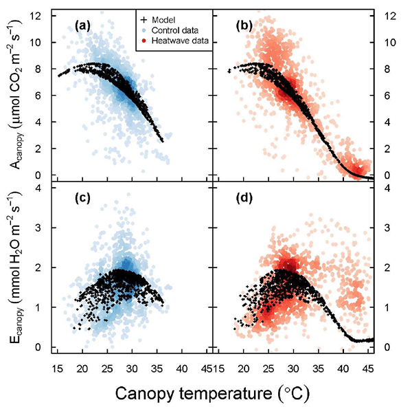 Extreme heat, plant growth, photosynthesis, canopy temperature, graph, Drake 2018.