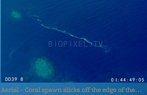 Coral Spawning, Great Barrier Reef, Aerial Shot.