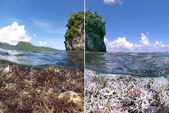 ABC, coral reef bleaching, fake photo, Samoa, Great Barrier Reef.