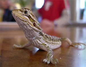 Bearded Dragon, photo.