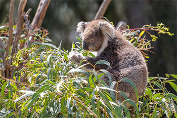 Photo, Koala eating young gum leaves.