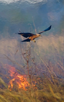 Firehawk, Australia, Raptor, Fire.