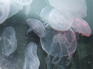 Jellyfish